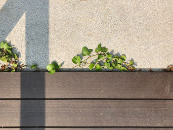 High angle view of plants by wall