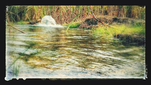 Scenic view of lake in forest