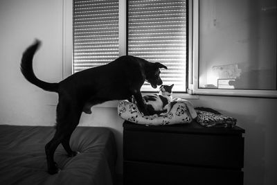 Dog looking away while sitting on sofa at home
