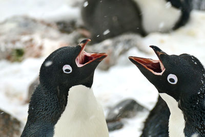 Two adelie penguins mouth open