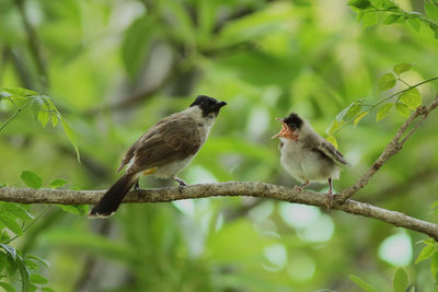 Two birds sitting on branch of tree