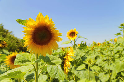 Close-up of yellow flowering plant against sky