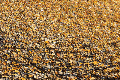 Full frame shot of stones on beach