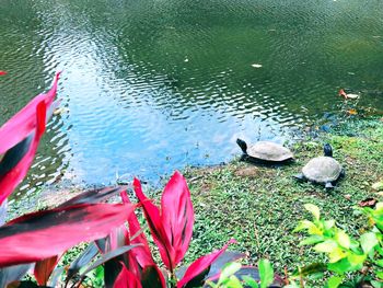 High angle view of birds in lake