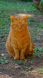 Close-up of cat on tree trunk