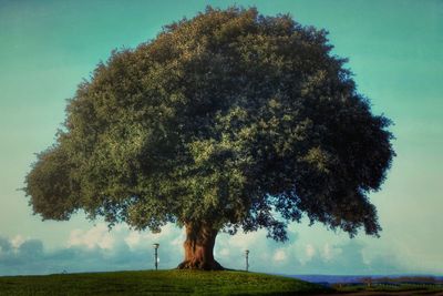 Green tree on grass against sky in bournemouth