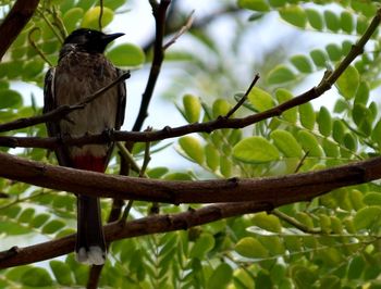 Low angle view of bird perching on tree