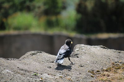 Close-up of bird perching on rock