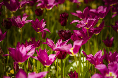 Close-up of purple flowers blooming outdoors
