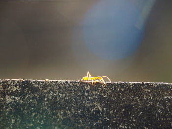 Close-up of insect on rock