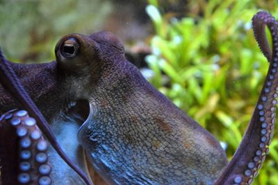 Close-up of fish