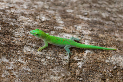 Close-up of lizard on wall