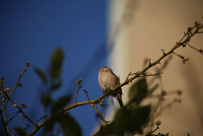 Low angle view of bird perching on branch