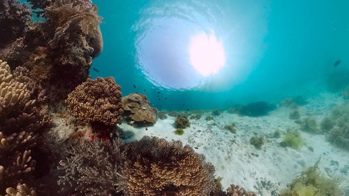 sea