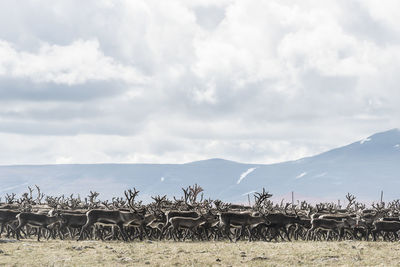 Reindeers in mountains