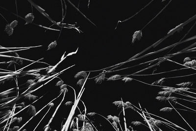 Low angle view of plants on field against sky at night