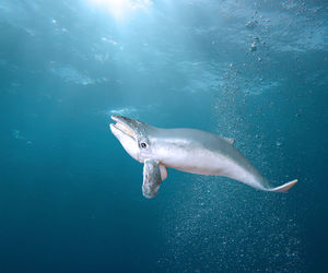 Whale swimming in sea