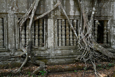 Tree roots against old ruin