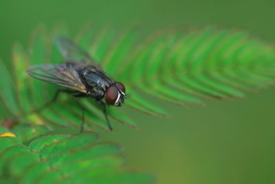 Close-up of insect on leaf