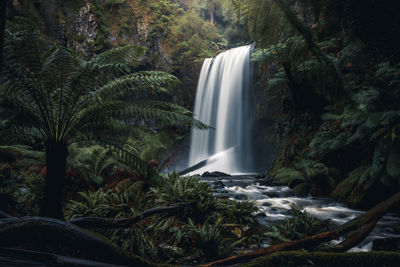 Scenic view of waterfall in forest