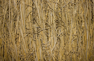 Full frame shot of wheat growing on field