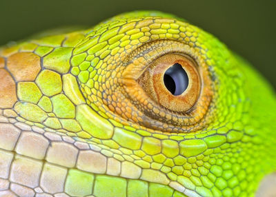 Iguana Reptile