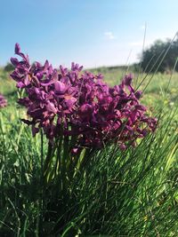 Close-up of purple flowers growing in field