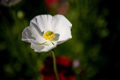 Close-up of white flower blooming outdoors