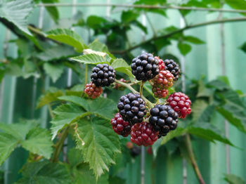 Close-up of raspberries on tree