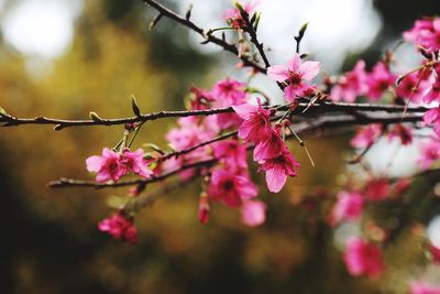 Close-up of pink flowers against blurred background