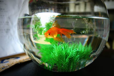 Close-up of fish in aquarium