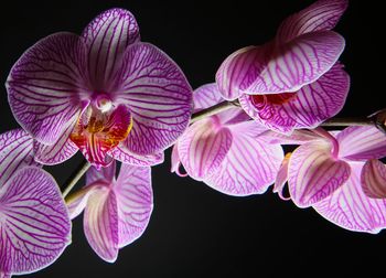 Close-up of pink flowering plant against black background