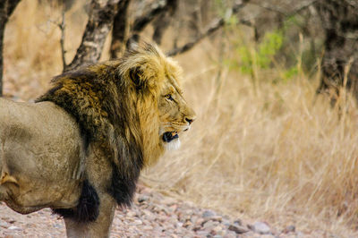 Close-up of lion