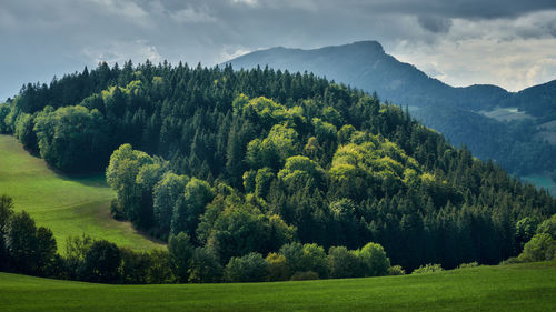 nature