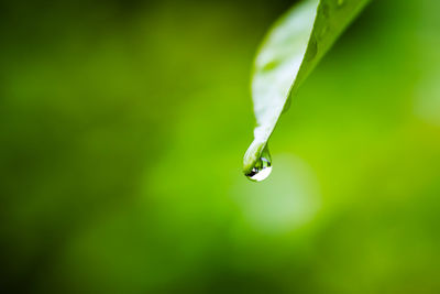 Close-up of water drop on leaf