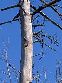 Low angle view of bare tree against clear blue sky