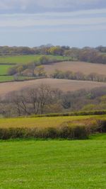 Scenic view of grassy field against sky