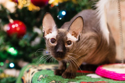 Portrait of velour sphynx cat on a background of christmas tree with decorations and lights.