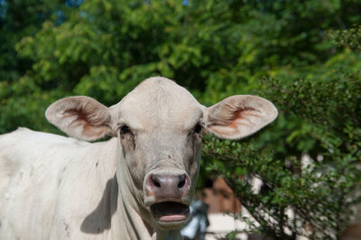 Portrait of cow by plants