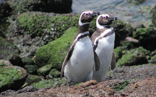 View of birds on rock