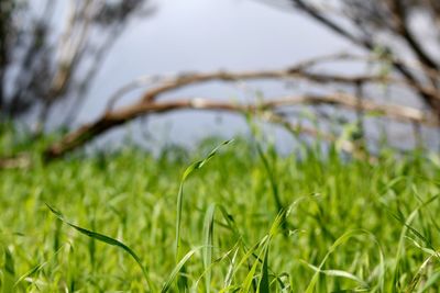 Close-up of grass growing on field