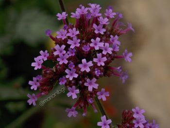 Close-up of purple flowering plants