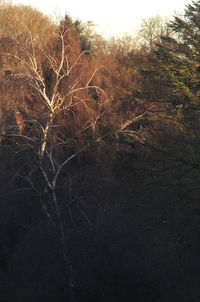 Close-up of bare trees in forest