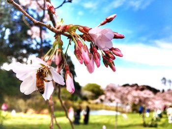 Close-up of cherry blossoms in park