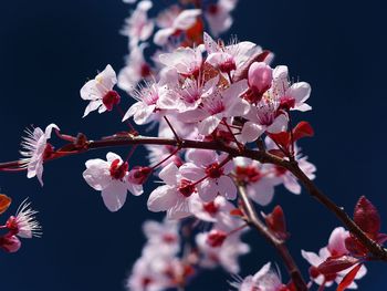 Low angle view of pink flowers on branch