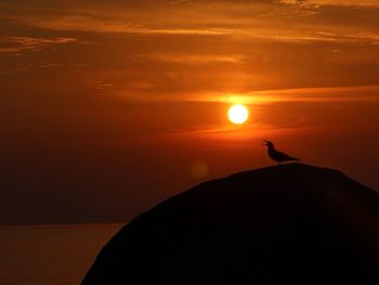 Silhouette of bird on tree at sunset