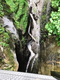 Close-up of plants growing on rock