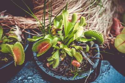 High angle view of succulent plants in potted plant