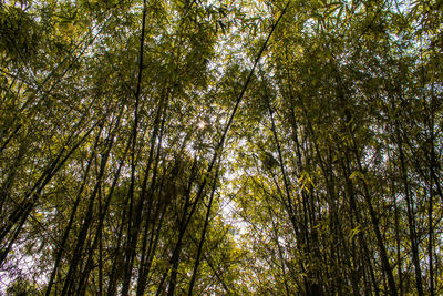 Low angle view of bamboo trees in forest