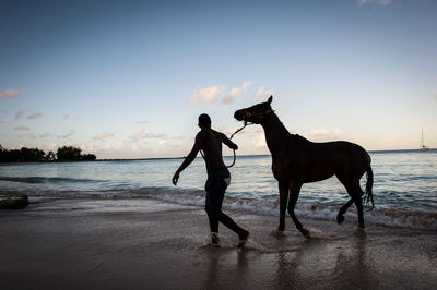 Man pulling horse while walking on shore at beach against sky